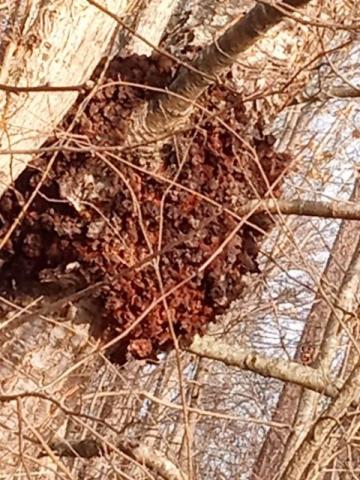burl