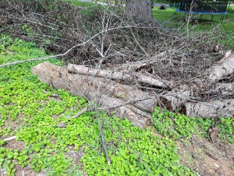Pear logs 1