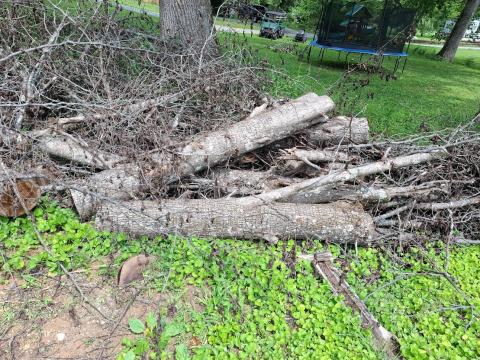 Pear logs 2